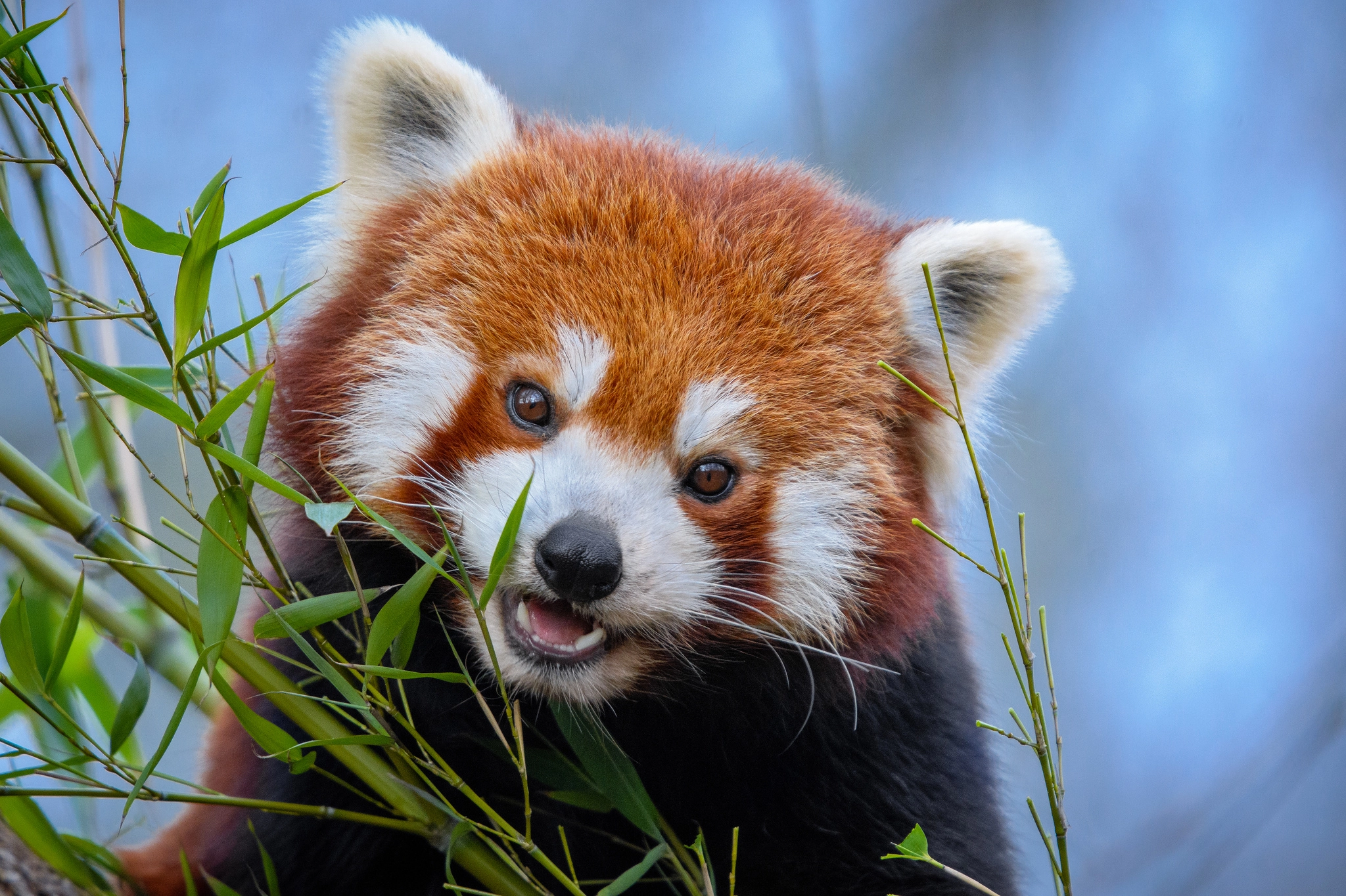Protected animal image