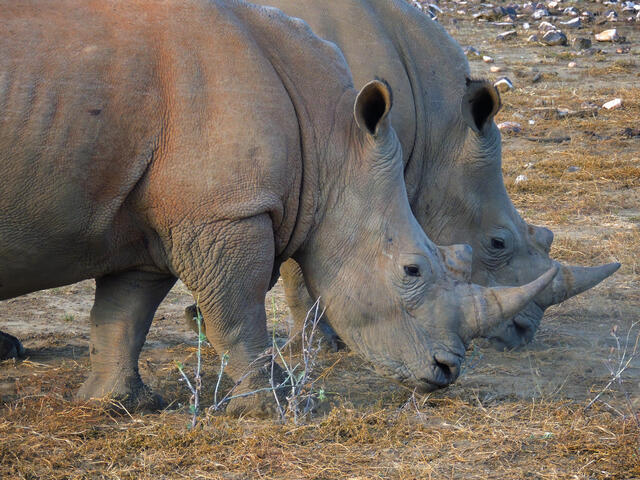 Protected animal image
